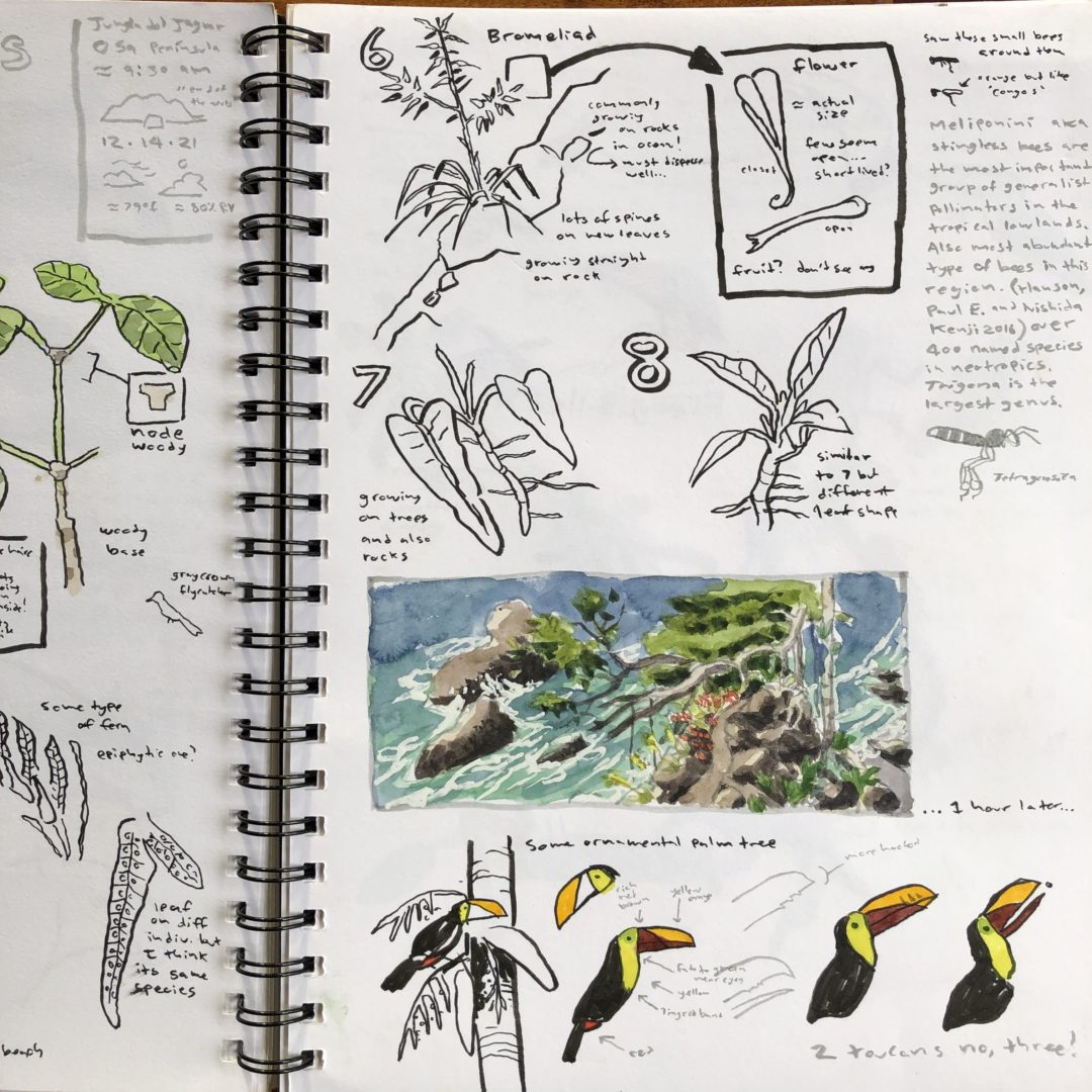 some nature jouranl pages done in costa rica showing sketches of several different types of birds, a watercolor landscape painting, and some diagrams