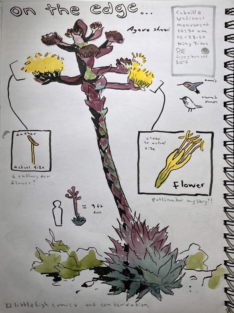 How to Nature Journal Plants