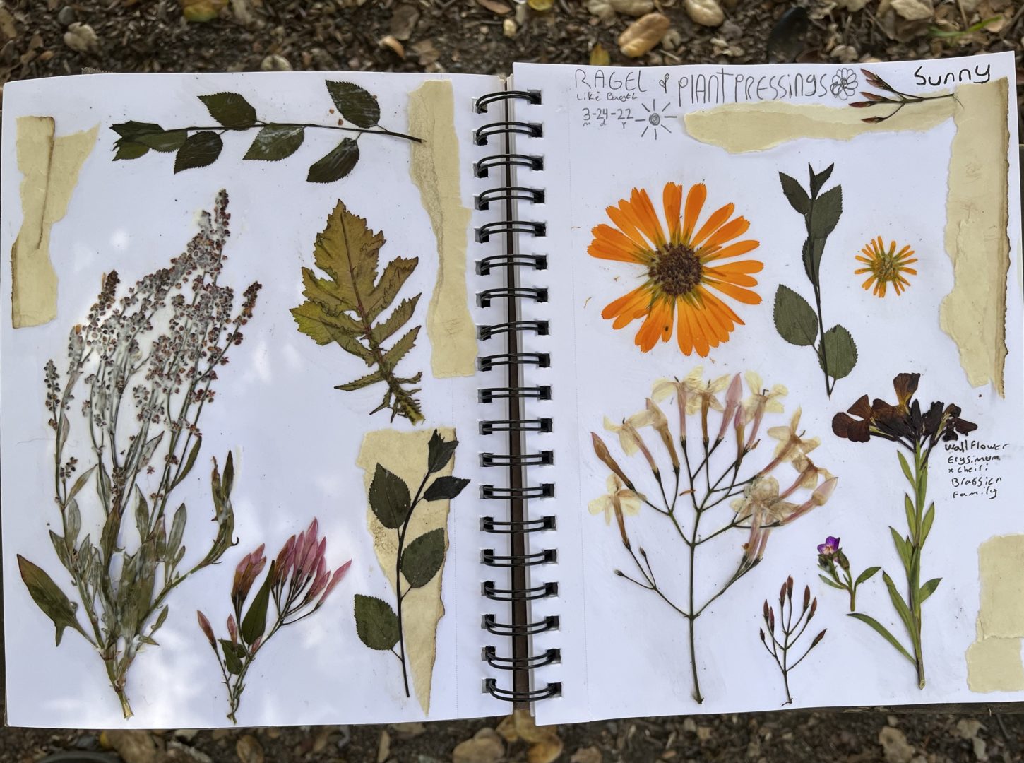 This is an example of flower pressing and nature journaling showing a two page nature journal spread with a variety of pressed flowers and pressed plants in a sketchbook.