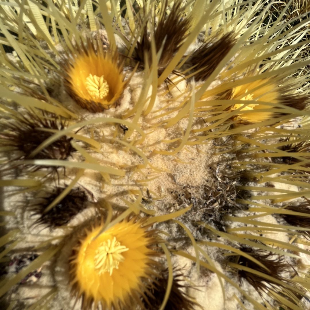 nature journaling san diego cactus flowers