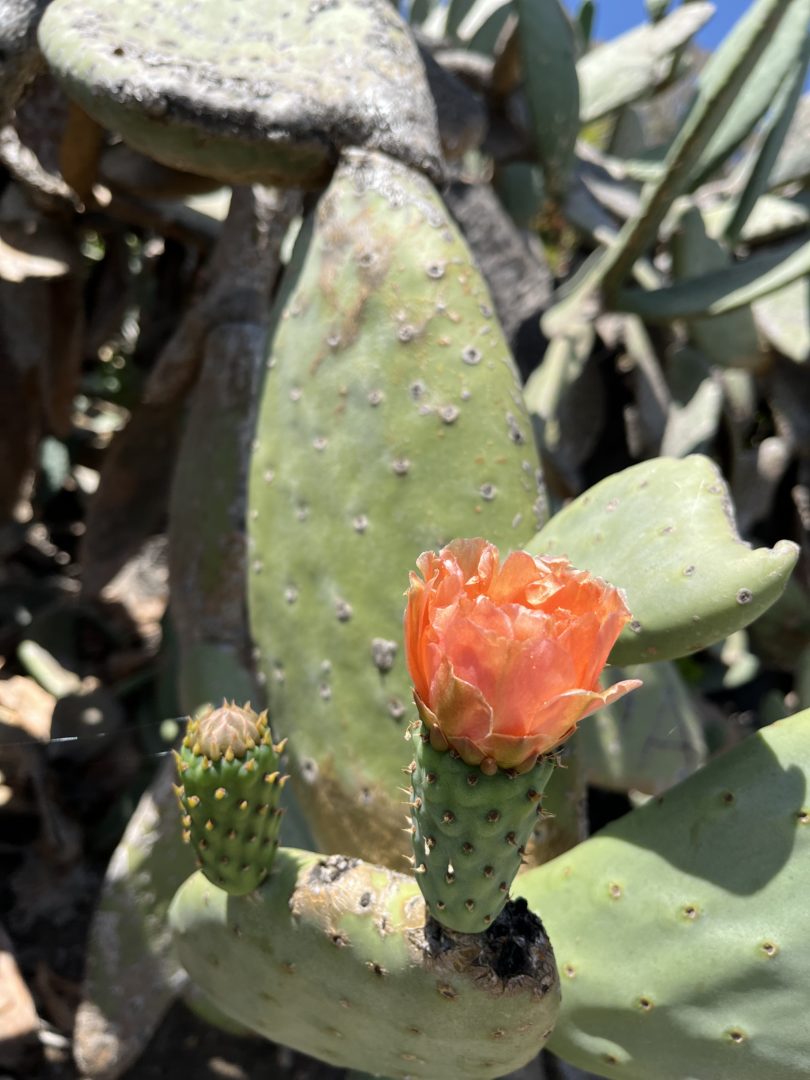 nature journaling san diego another cool cactus blossom in balboa park