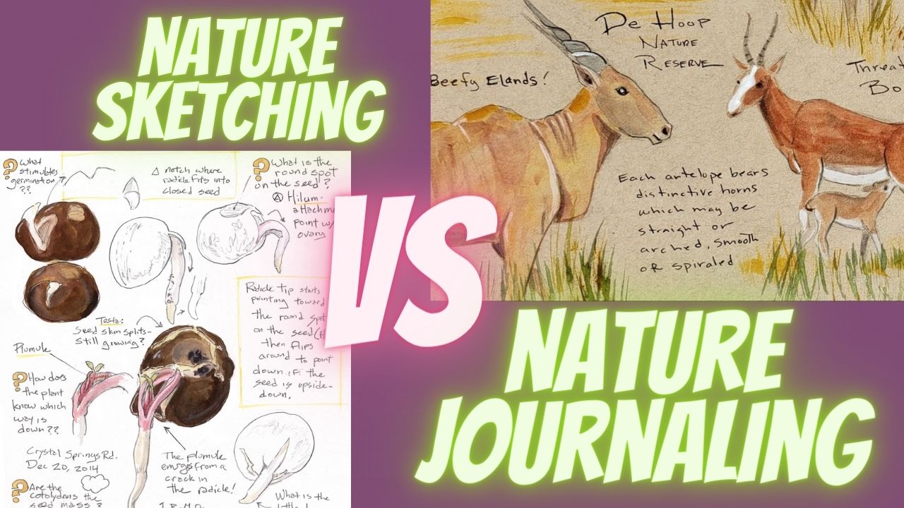 Nature Sketching and Nature Journaling: What’s the Difference?