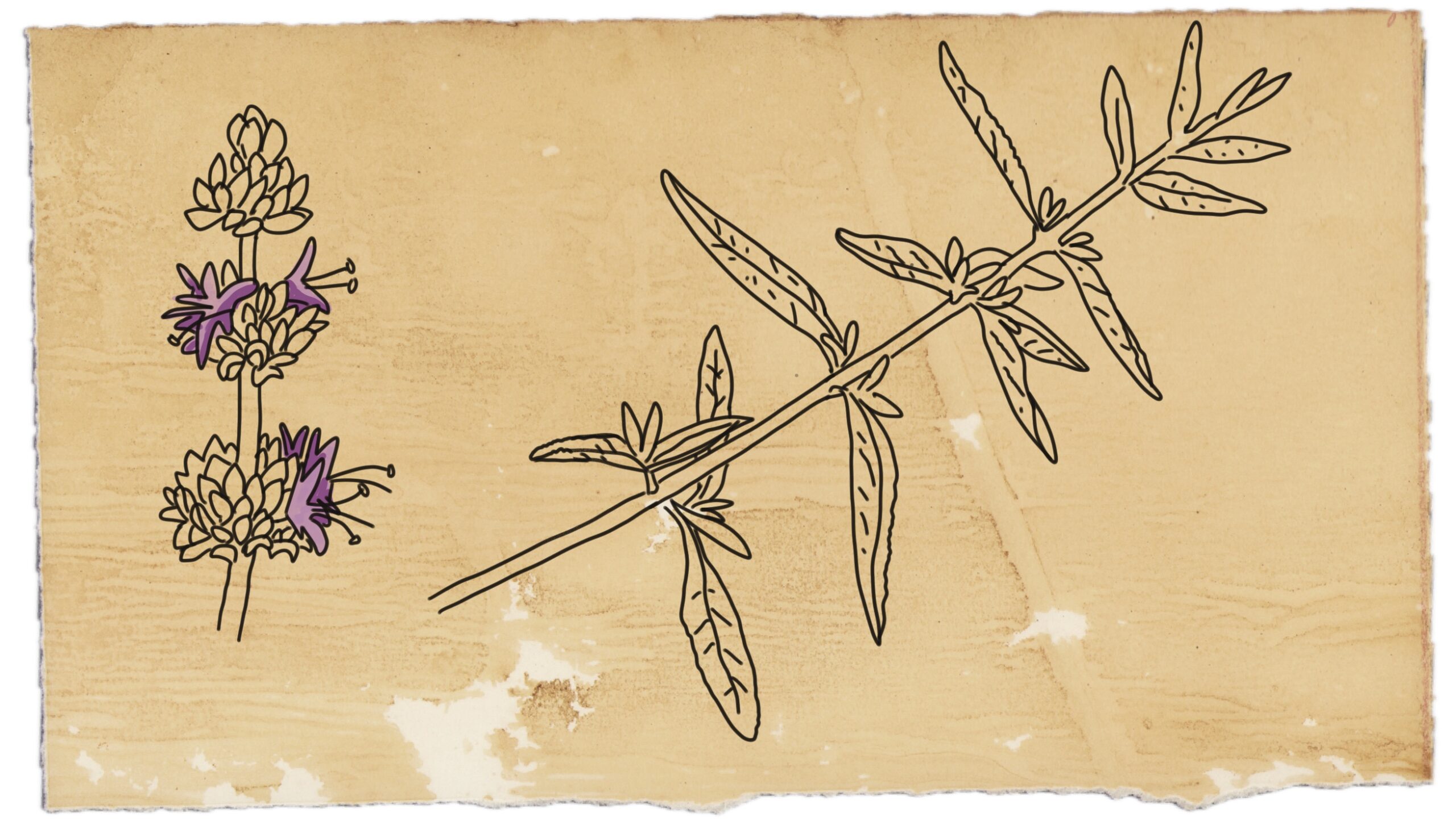 It Only Took Me 30 Years to Learn Digital Drawing…