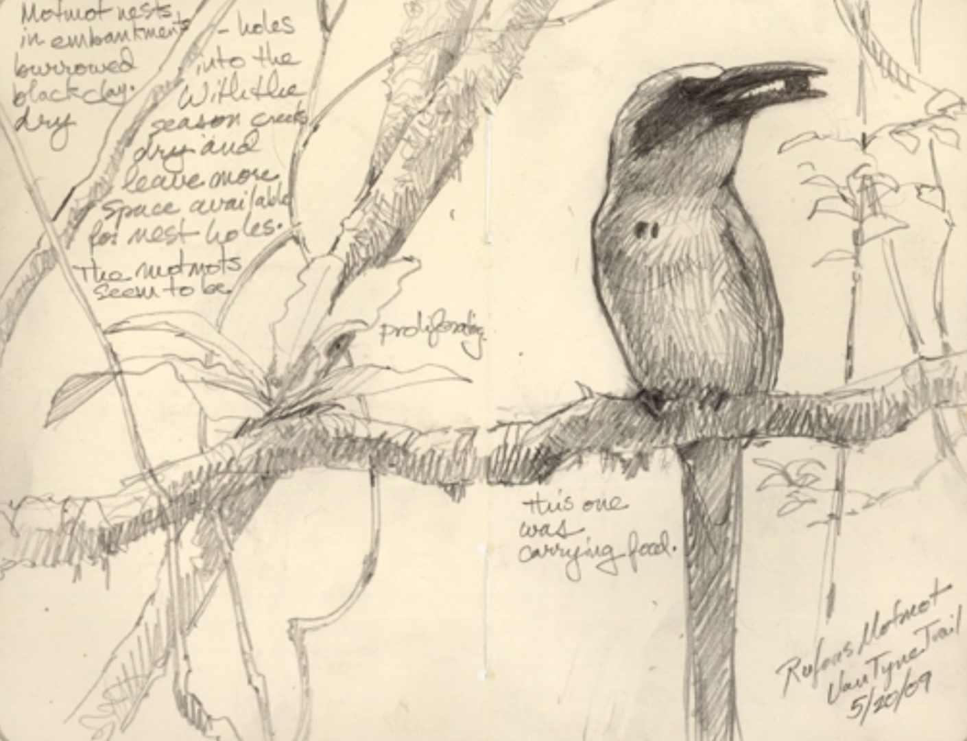 here is a good example of one of Debby Kaspari's nature sketches. There is a graphite sketch of a bird on a branch with lots of tropical plants such as moss clinging to the branch. There are handwritten notes like a nature journal page describing the bird and the scene.
