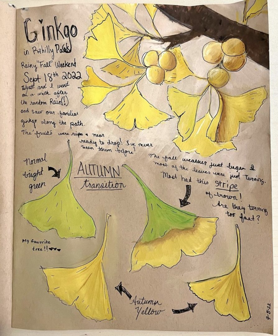 Emily is a nature journaling beginner and this is one of her pages. The paper is toned paper and she painted with opaque gouache and black ink the leaves of a ginko tree. Even though she is a nature journaling beginner the page looks pretty good and detailed.