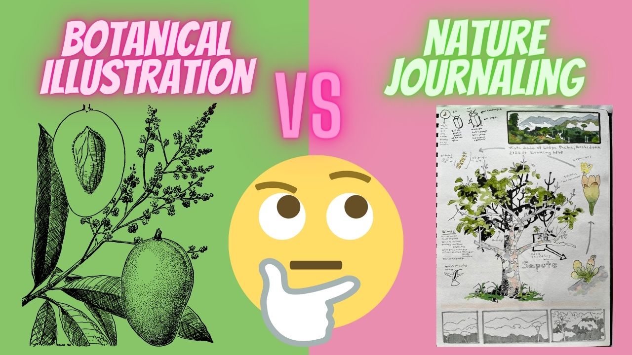 botanical illustration and nature journaling