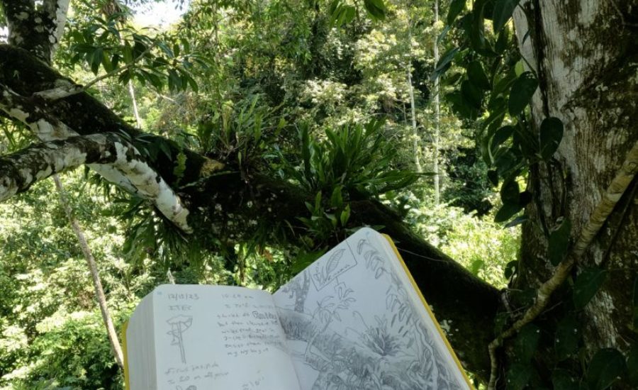 nature journaling in the canopy