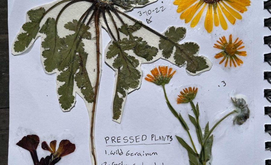 Another example of flower pressing and nature journaling that shows several common weedy plants that have been attached in using mod podge and using mod podge as a protective sealant.