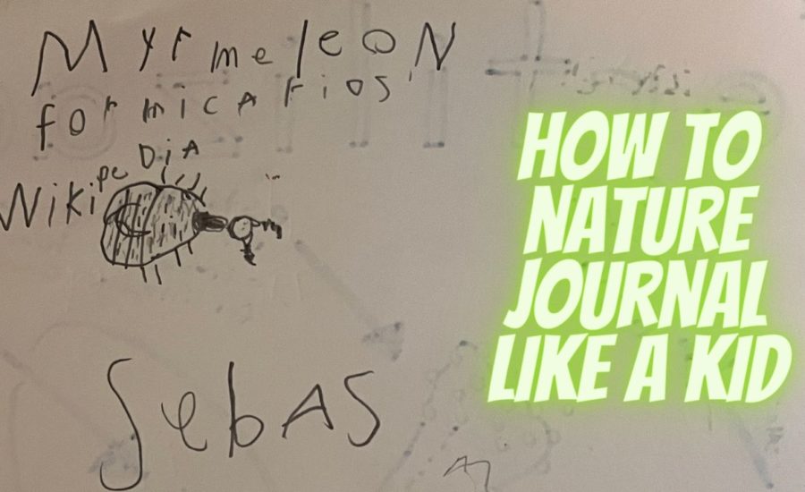 how to nature journal like a kid