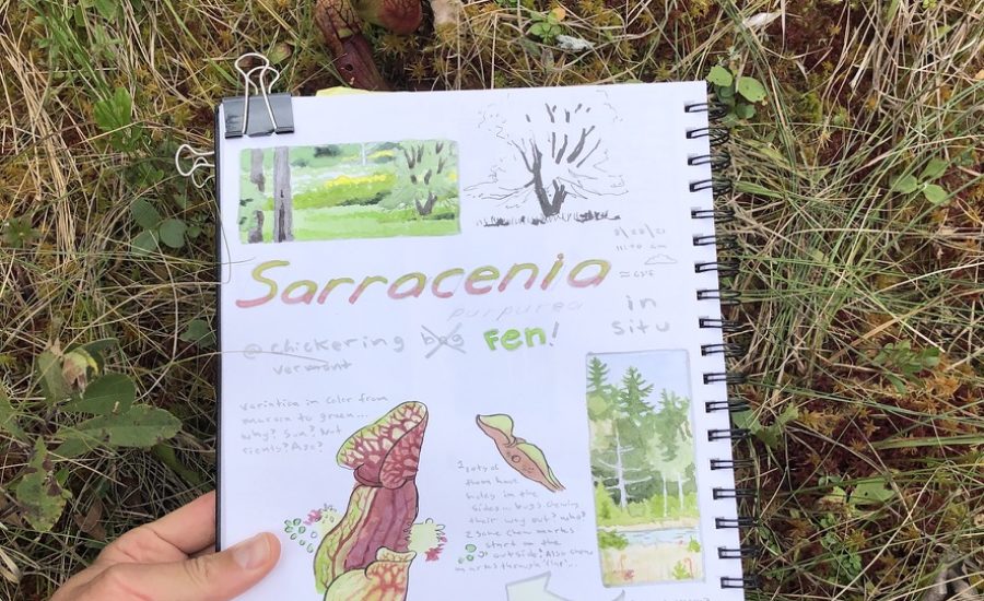 an example of a carnivorous plant nature journal page forinktober nature journal