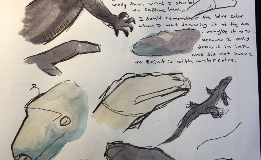 nature journaling reptiles at the san francisco zoo where they have a komodo dragon, the largest living lizard in the world. I use many quick sketches to try to capture the essence of this reptile as I try to draw it live. It was moving a lot. I added the color afterwards to the drawing.