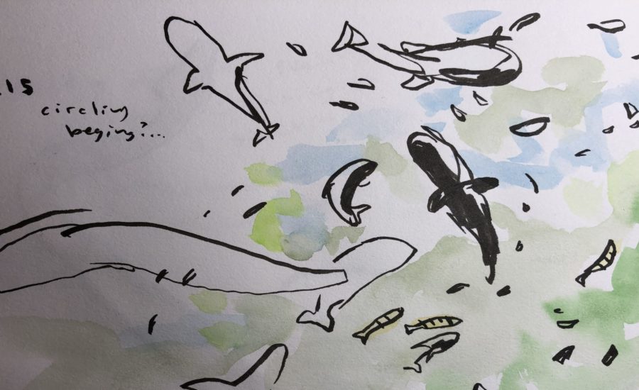 nature journal page showing a school of fish drawn with ink and watercolor from life at the aquarium of the california academy of sciences