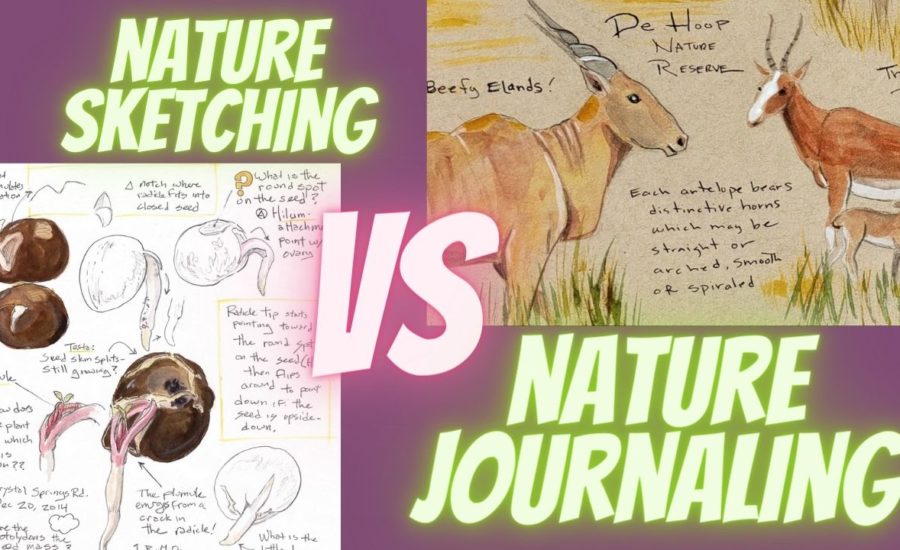 Example page showing a nature journaling page and a nature sketching page.