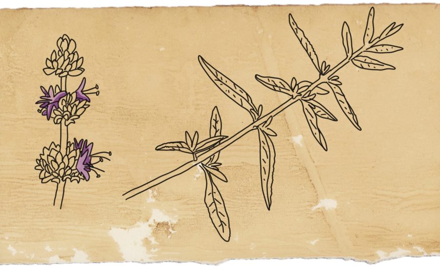 S_Leucophylla digital drawing