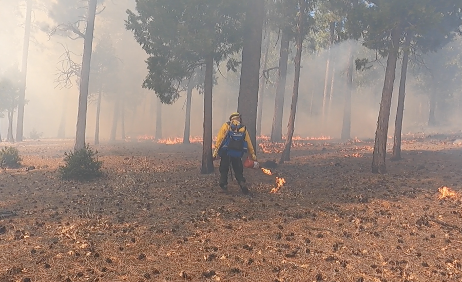 participant in a prescribed burn putting down fire with a drip torch
