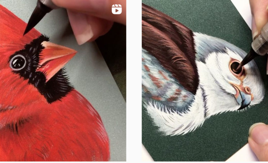 bird illustration with liz clayton fuller