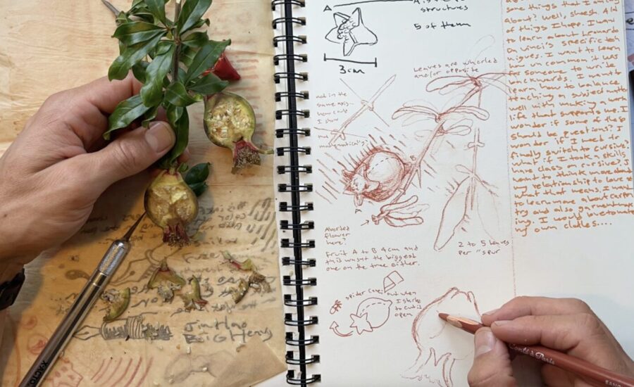 journaling like leonardo da vinci sketchbook page with botanical drawing in charcoal in the style of leonardo da vinci