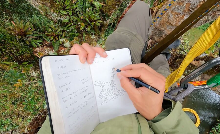 ten days ten trees blog post