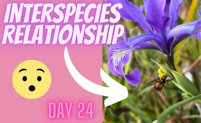 Nature Journal Inter-species Relationships: Challenge Day 24