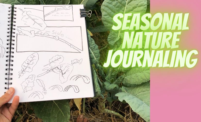 Challenge Day Two: Seasonal Nature Journaling